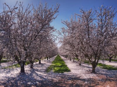field of almond trees on a clear summer day.