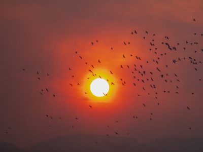 Frightened birds fly as the sun sets through the smoke from the Hughes Fire in Castaic, a northwestern neighborhood of Los Angeles County, California, January 22, 2025. A new wildfire erupted north of Los Angeles on January 22, exploding in size and sparking thousands of evacuation orders in a region already staggering from the effects of huge blazes.
Ferocious flames were devouring hillsides near Castaic Lake, spreading rapidly to cover 5,000 acres (2,000 hectares) in just over two hours.
The fire was being fanned by strong, dry Santa Ana winds that were racing through the area, pushing a vast pall of smoke and embers ahead of the flames.
Evacuations were ordered for 19,000 people all around the lake, which sits around 35 miles north of Los Angeles, and close to the city of Santa Clarita. (Photo by Apu GOMES / AFP) (Photo by APU GOMES/AFP via Getty Images)