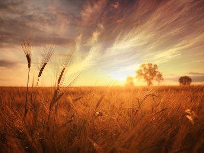 Landscape,Fantastic,Sunset,On,The,Wheat,Field,Sunbeams,Glare